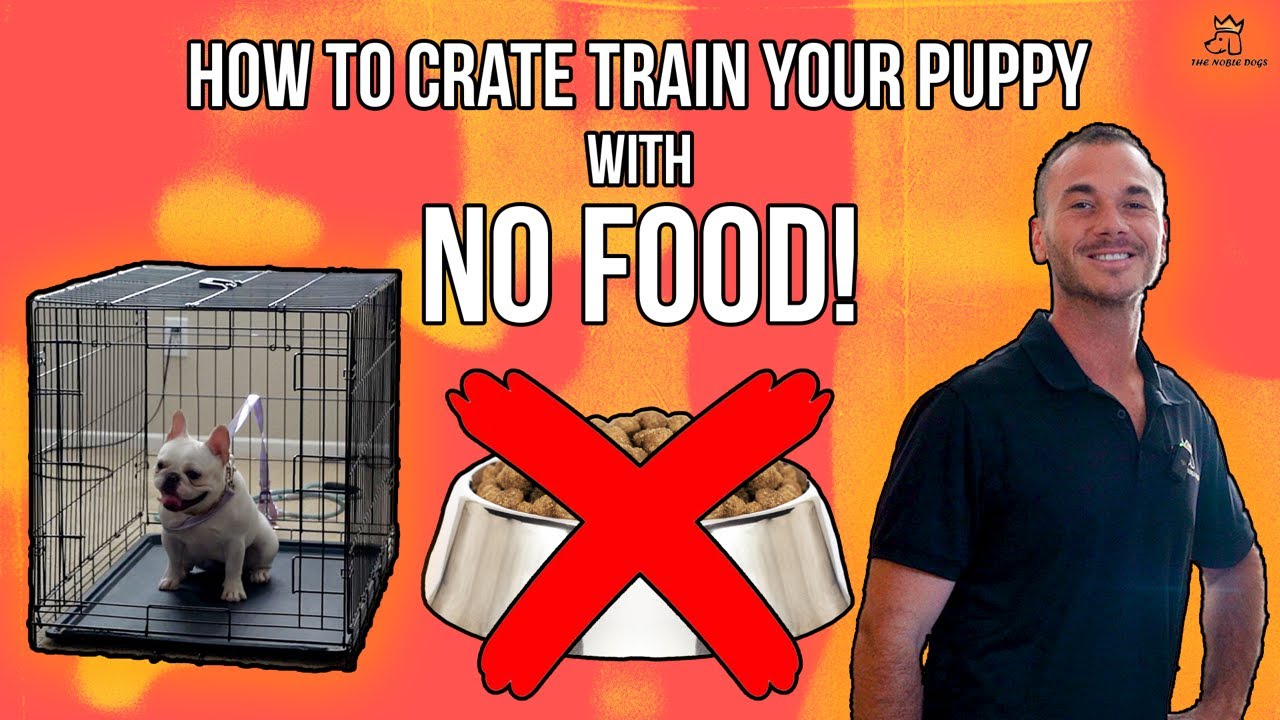 How To Crate Train My 3 Month Old Puppy How To Crate Train My 3 Month Old Puppy