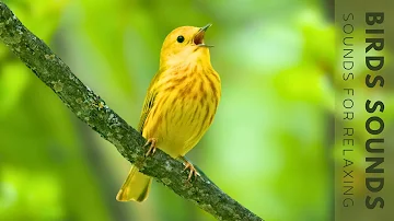 Relaxing Bird Singing - Soothing Nature Scenes, Stress Relief, Calm Time, Reduce Stress
