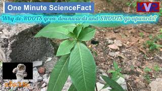 #1 #homescience  Why do roots grow downwards and shoots grow upwards - K V R