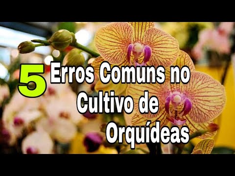 5 Erros Comuns