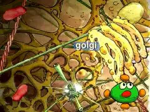 Marius Explores the Cell