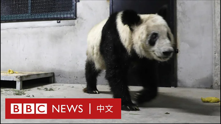 旅美大熊猫丫丫返抵中国 美方动物园否认虐待指控－ BBC News 中文 - 天天要闻