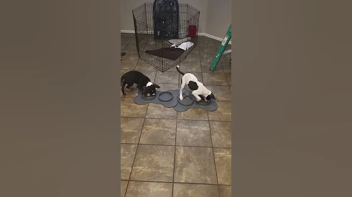 Unstoppable pups!