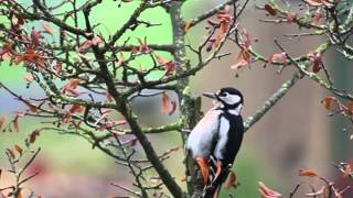woodpecker 啄木鳥 specht Pica-pau 딱따구리