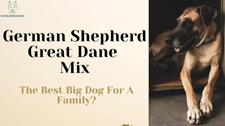 GSD Great Dane Mix: The Best Big Dog For A Family?