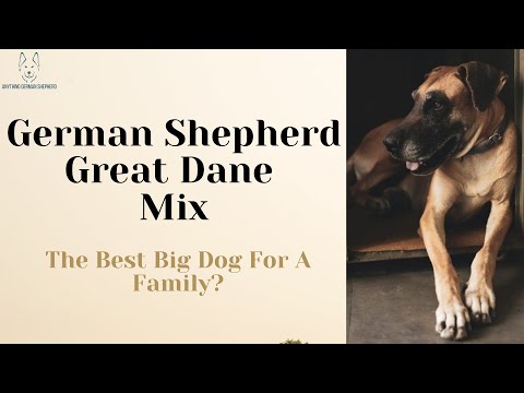 GSD Great Dane Mix: The Best Big Dog For A Family?