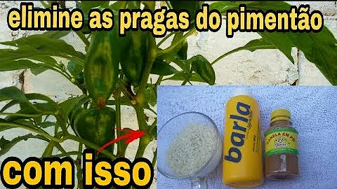 Como eliminar as pragas do pimentão?