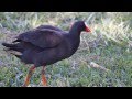 The Dusky Moorhen (Gallinula tenebrosa)