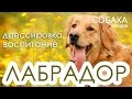 Лабрадор. Дрессировка,корреция поведения.