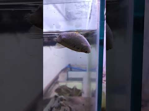 Ataque de piranhas