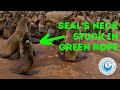 Seal&#39;s Neck Stuck In Green Rope