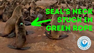 Seal's Neck Stuck In Green Rope