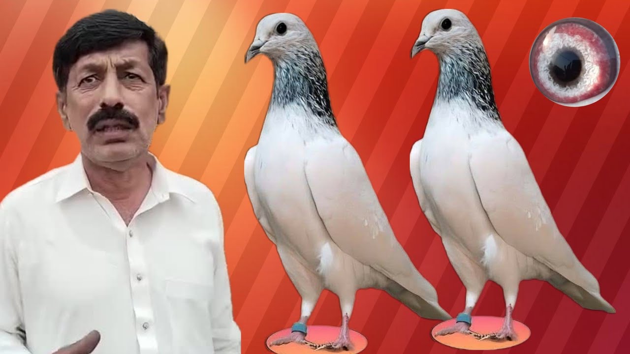 USTAD MIAN BOOTA SAB KI CHAT SE PIGEONS - YouTube
