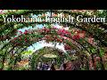 Perfect timing! The roses at the Yokohama English Garden are currently in full bloom.