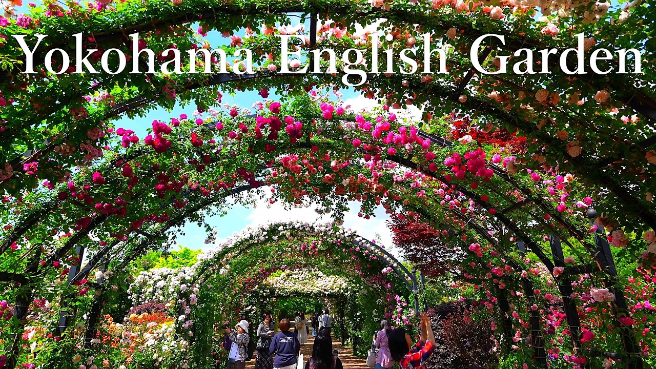 Perfect timing! The roses at the Yokohama English Garden are currently in full bloom.