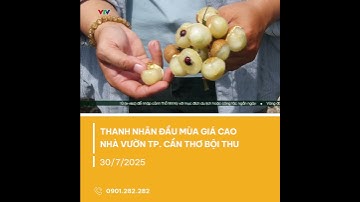 Thanh nhãn đầu mùa giá cao, đầu ra ổn định, nhà vườn phấn khởi | VTV CẦN THƠ