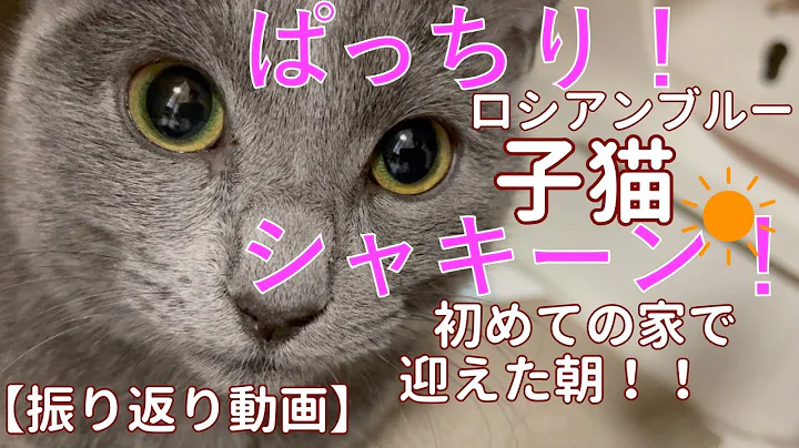 Video 10182691: russian blue cat kitten, cute russian blue kitten, kitten home