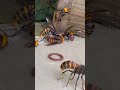I have just caught The giant hornet! intellectual trap #pestcontrol
