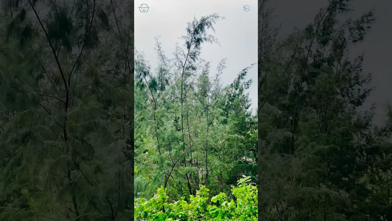 Wild Winds Before the Storm | Dark Skies and Swaying Bald Cypress Trees