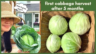 My first cabbage harvest Does cabbage grow back after cutting | Texas Gardening - zone9a