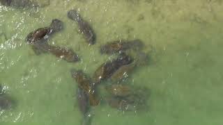 Can we identify and count manatees by their calls?