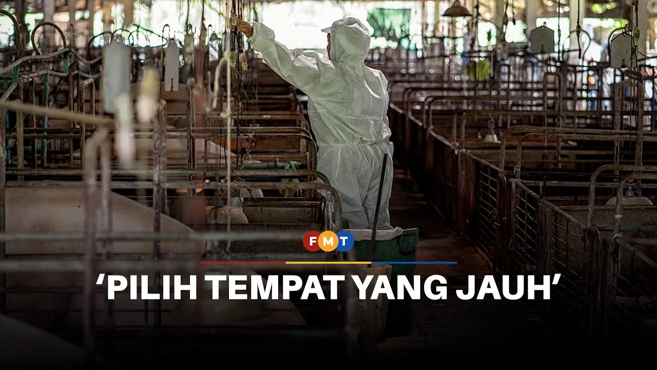 Kerajaan tak larang ternak babi, tapi jangan babit kawasan penduduk