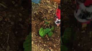 Expert Manual Weeding: High-Speed Soil Aeration for Young Crops 🚜🌱💥