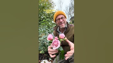 Still in Bloom now is ‘ Oxford physics’ from @PeterBealesRoses #gardenerben