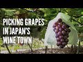 Koshu, Yamanashi: The Juiciest Grapes in Japan