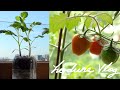 SUB) 냉장고 속 토마토, 씨앗부터 열매까지 80일간의 여정ㅣHow to Grow Tomatoes at Home