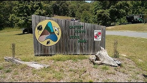 Hiking in Calvert Cliffs State Park - Cliff/Beach trail (red trail)