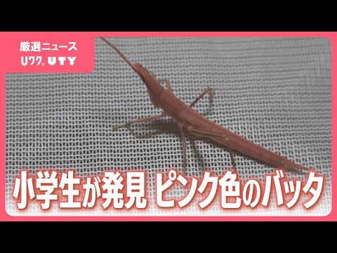 レアだ！」 ピンクのバッタ 小学3年生が相次いで見つける - YouTube