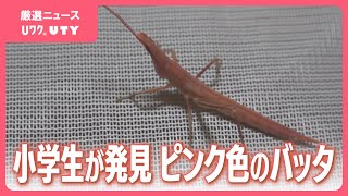 レアだ！」 ピンクのバッタ 小学3年生が相次いで見つける - YouTube
