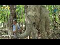 លោក​ ទ្រី​ ស៊ីថេង​ រៀបរាប់​អនុស្សាវរីយ​រយៈពេល​២៦ឆ្នាំជាមួយ​«ដំរីឡាក់គី»