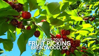 Exploring Fruit Picking in Brentwood, California USA Walking Tour #cherrypicking #brentwood #cherry