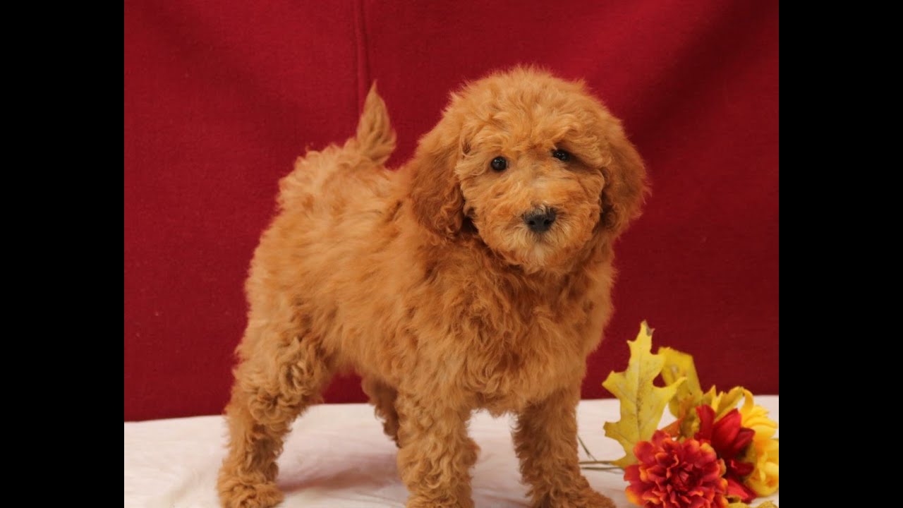 Mini Goldendoodle Puppies for Sale YouTube