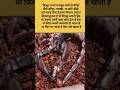 बिच्छु शिकार कैसे करते हैं |#scorpion #hunt #prey #shortsfeed