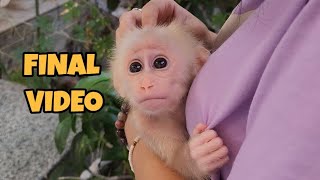 Baby Monkey SUGAR Final Video | Thank you and Goodbye Everyone