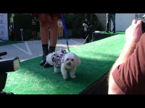 Hal Sparks Hosts Dog Fashion Show