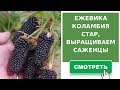 Ежевика Коламбия Стар. Трудности в выращивании саженцев.