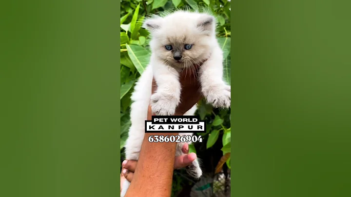 Watch the video about Persian cat market in kanpur | #persiancat #kanpur #kitten #kittens #petshop #lucknow #himalayancat