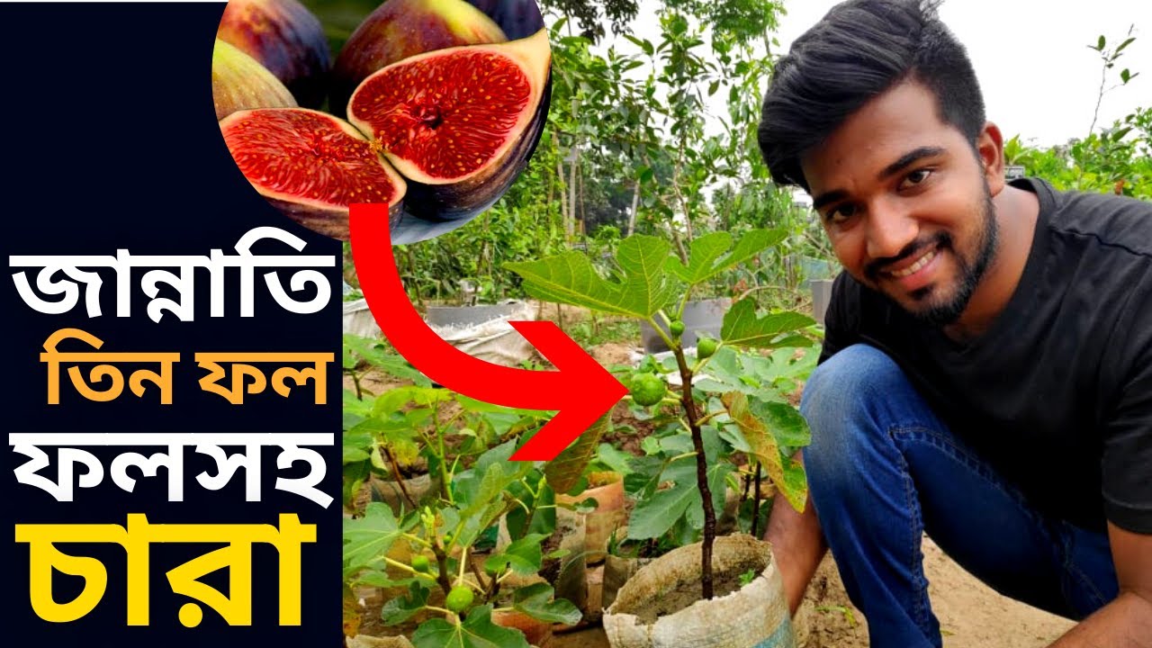 পবিত্র কুরআনে বর্ণিত ত্বীন ফল । ফলসহ  চারা কোথায় পাবেন ? দাম কত  ?