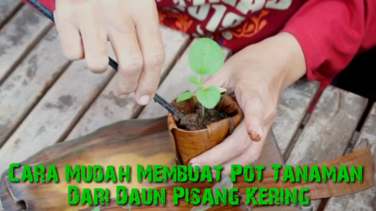 Tutorial Pot Tanaman Dari  Daun  Pisang  Kering  YouTube