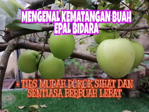 Video: Baja Untuk Pokok Epal