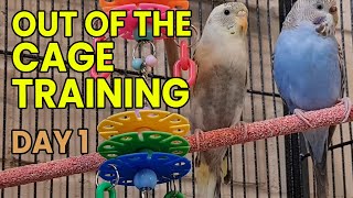 Training Budgies to Come Out of the Cage -  Day ONE by Pet TV Australia 281 views 1 year ago 8 minutes