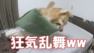 散歩に行けない時の暴れようと言ったら・・・ ゴールデンレトリバー ジョイ