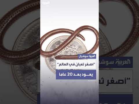 الأمم المتحدة: اكتشاف أصغر ثعبان في العالم بعد 20 عاماً في باربادوس