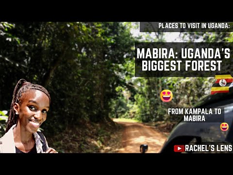 Mabira forest : visiting Uganda's biggest forest #uganda #vlog #travel #forest