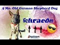 5mo German Shepherd (Schraeder) | Best Wilmington Delaware Dog Trainers 5mo German Shepherd (Schraeder) | Best Wilmington Delaware Dog Trainers