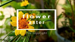 Perennial Flower Videos With Soft Music Effects | No Copyright(2020) screenshot 5